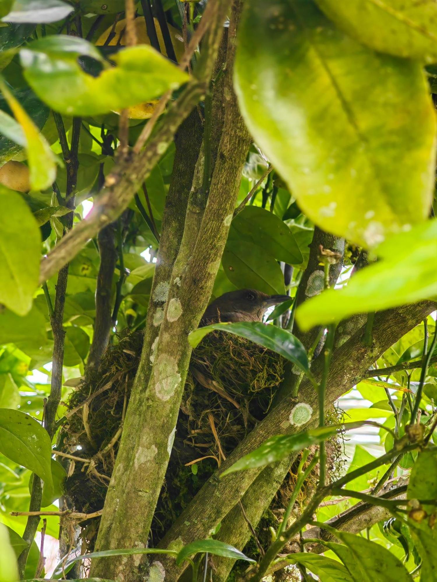 Paraiso Cocora Саленто Экстерьер фото